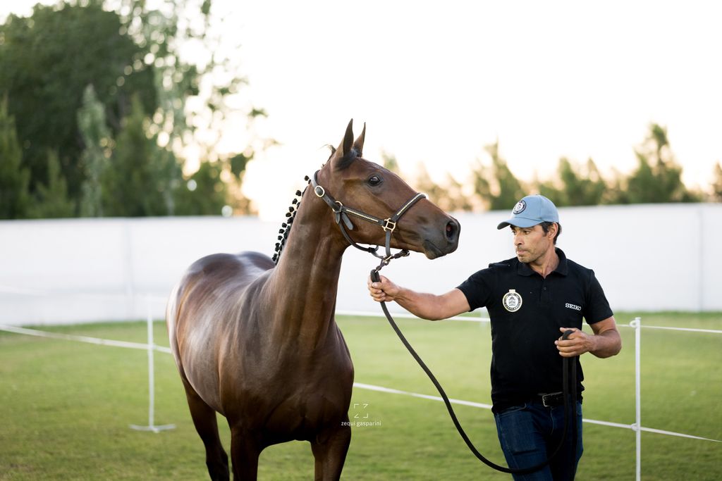 Cómo elegir un caballo de salto: lo que necesitás saber antes de comprar